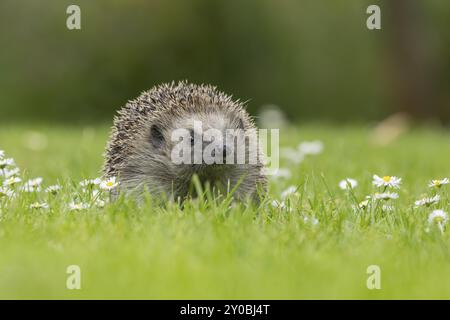 Riccio europeo (Erinaceus europaeus) animale adulto su un prato erboso con fiori a margherita in fiore in estate, Suffolk, Inghilterra, Regno Unito Foto Stock