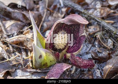 Il cavolo Skunk (Symplocarpus foetidus) è una delle prime piante autoctone a crescere e fiorire all'inizio della primavera nel Wisconsin Foto Stock