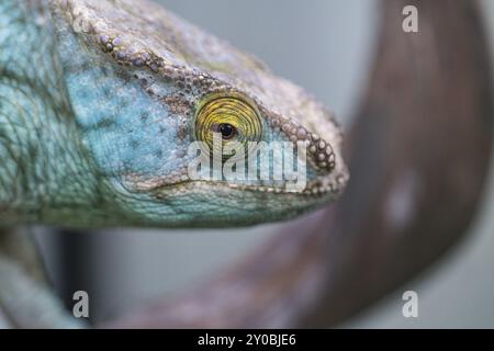 Chameleon su un ramo con contatto visivo con lo spettatore. scala verde, gialla rossa. Primo piano dettagliato dell'interessante rettile Foto Stock