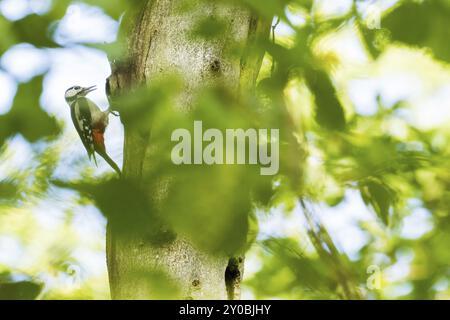 Un grande picchio maculato (Dendrocopos Major) è appeso su un tronco di albero, circondato da foglie verdi e raggi del sole, Assia, Germania, Europa Foto Stock