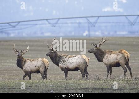 Tre alci grandi provenienti da un allevamento di bestiame in un campo agricolo situato nel nord dell'Idaho nel mese di dicembre Foto Stock