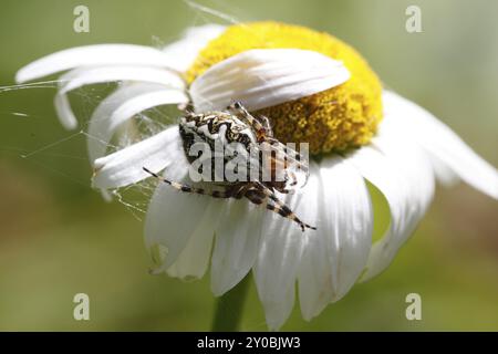 Ragno a foglia di quercia, araneus ceropegius, su un fiore piangente Foto Stock