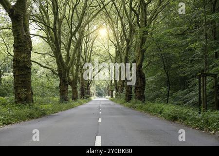 Viale con platani e strada in primavera Foto Stock