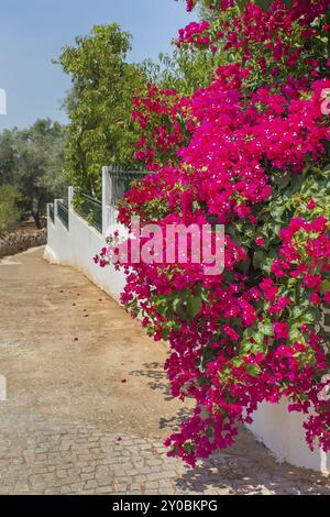 Rosa rosso bougainville fioriture dei fiori sul muro bianco in giardino lungo il percorso Foto Stock