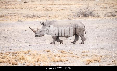 Rinoceronte bianco avvistato nel Khama Rhino Sanctuary, Botswana, durante l'inverno, in Africa Foto Stock