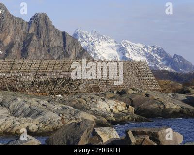 Stockfish vicino a Svolvaer, nelle isole Lofoten Foto Stock