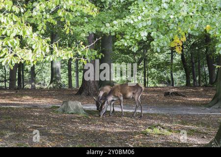 Fotografia di due giovani cervi in una foresta a Dyrehaven vicino a Copenaghen, Danimarca, Europa Foto Stock