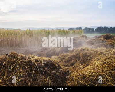 Cumulo di concime nel campo come fertilizzante Foto Stock