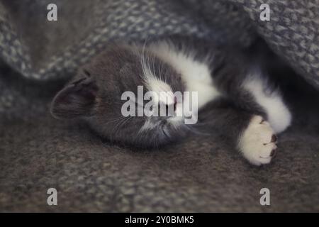 Carino piccolo British Shorthair Gattino che dorme sul letto Foto Stock