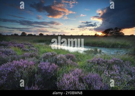 Tramonto sulla palude con erica rosa fiorita, Fochteloerveen, Paesi Bassi Foto Stock