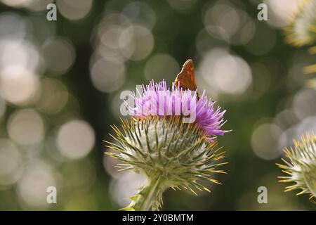 Fior di Cardo, primo piano, cardo di cotone, Cardo, Cirsium eriophorum, Onopordum acanthium, Thistle di cotone, tistello di cotone Foto Stock