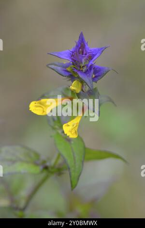 Boschetto, grano di quaglia ai margini della foresta, Melampyrum nemorosum Foto Stock