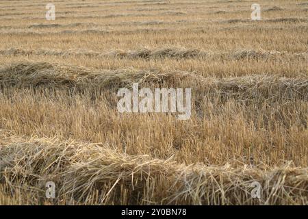 Campo stoppia con paglia dopo il raccolto Foto Stock