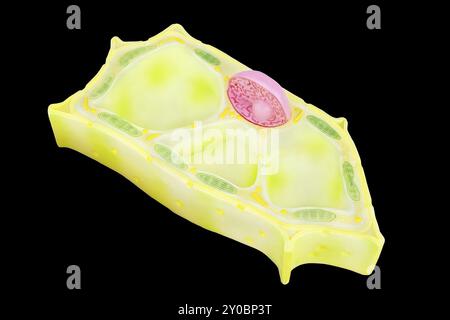 Cellula vegetale modello di istruzione isolati su sfondo nero Foto Stock