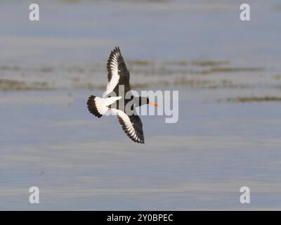 Oystercatcher eurasiatico (Haematopus ostralegus), in volo a vista, maggio, Fiordo di Varanger, Norvegia, Europa Foto Stock