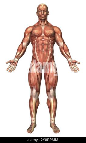 Anatomia del sistema muscolare maschile, vista frontale Foto Stock