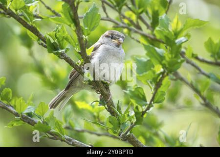 Passero seduto su un ramo nel cespuglio con foglie verdi in estate. songbird in via di estinzione. Foto di animali dalla natura selvaggia Foto Stock