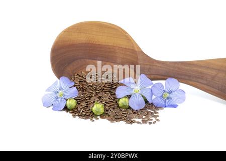 Il vivace fiore di lino blu è seduto su un cucchiaio di legno pieno di piccoli semi di lino bruno vicino alle capsule rotonde di frutta di lino isolate su sfondo bianco Foto Stock