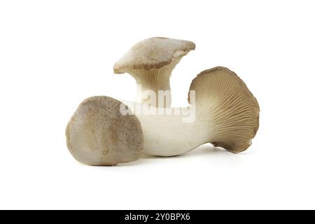 Fungo Pleurotus eryngii isolato su sfondo bianco, noto anche come fungo tromba re, fungo corno francese, eryngi, fungo ostrica re, re Foto Stock