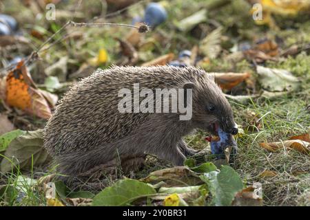 Un riccio bruno mangia una prugna Foto Stock