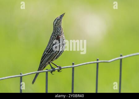 Un uccello nero alato rosso femmina (agelaius phoeniceus) è arroccato su una recinzione presso il lago Hauser, Idaho Foto Stock