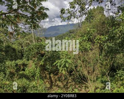 Foresta pluviale, ruanda Foto Stock