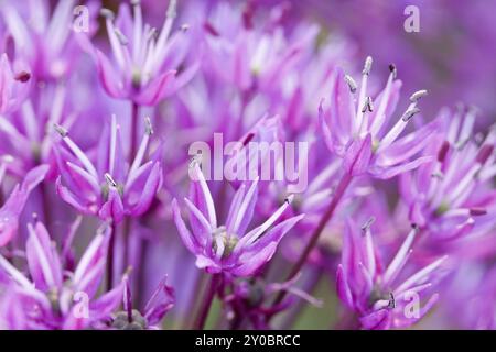 Rampa di fioritura, apertura aperta, macro Foto Stock