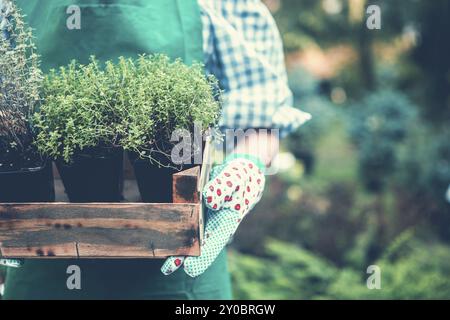 Mani femminili nei guanti che tengono i germogli giovani in una scatola di legno in giardino. Primo piano Foto Stock