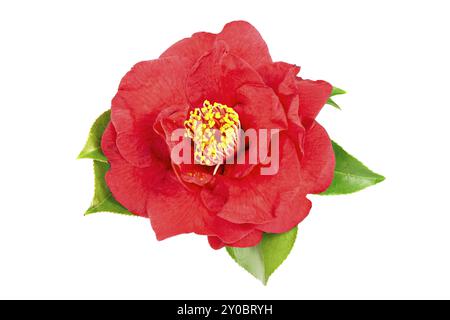 Red camellia flower isolati su sfondo bianco. Camelia sasanqua Foto Stock