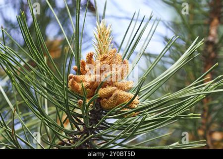 Pinus mugo. Aghi e gemme close up Foto Stock