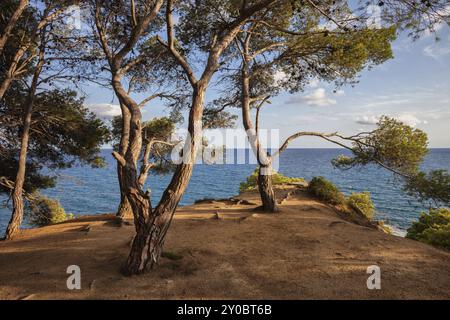 Terrazza sulla cima di una scogliera, piattaforma panoramica naturale sul Mar Mediterraneo, Costa Brava, Lloret de Mar, Catalogna, Spagna, Europa Foto Stock