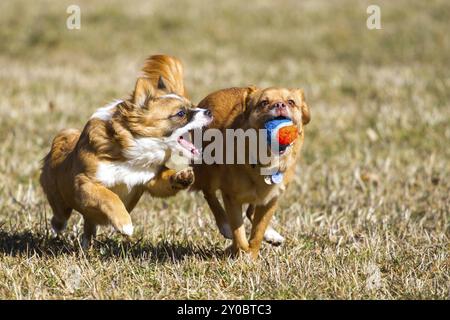 Due cani piccoli corrono rapidamente attraverso un prato e combattono su una palla colorata Foto Stock