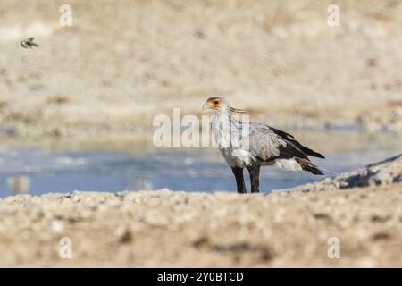 Segretario uccello (Sagittarius serpentarius), segretario in Namibia Foto Stock