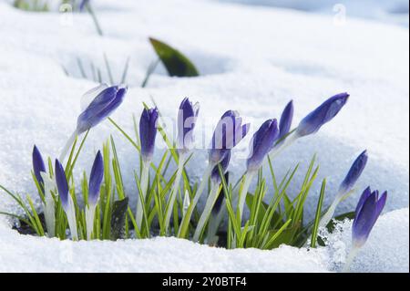 Crochi viola che fioriscono nella neve in un giardino all'inizio della primavera. Ripresa retroilluminata. Spazio libero per testo. Croci viola che crescono nella neve in anticipo Foto Stock