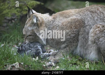 Lince eurasiatica con piccione catturato Foto Stock