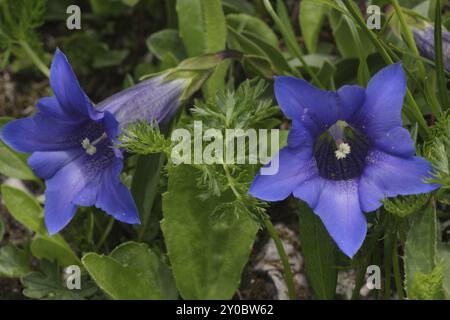 Genziana alpina, genziana alpina, gentiana alpina, genziana senza sosta Foto Stock