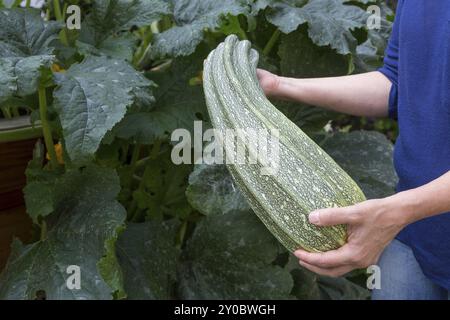 Zucchine giganti di fronte alla pianta delle zucchine Foto Stock