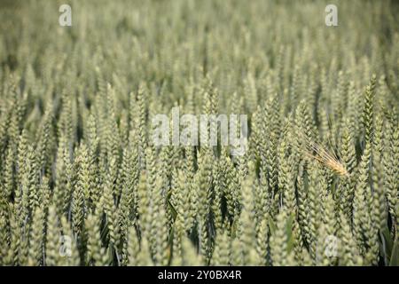 Orzo maturo in un campo di grano ancora verde Foto Stock