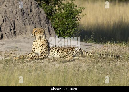 Cheetah che prende il sole nella riserva di Moremi in Botswana Foto Stock