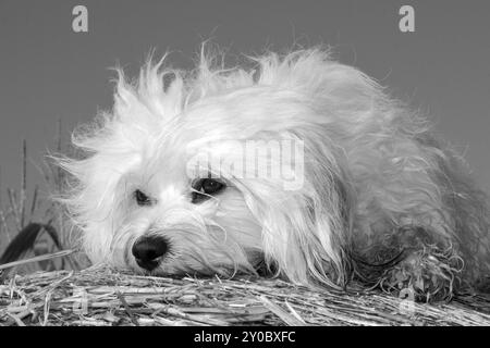 Havanese adagiato su una balla di paglia sullo sfondo un campo di mais Foto Stock