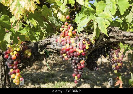 Di sole uve colorate prima di diventare rosso in vigna Foto Stock