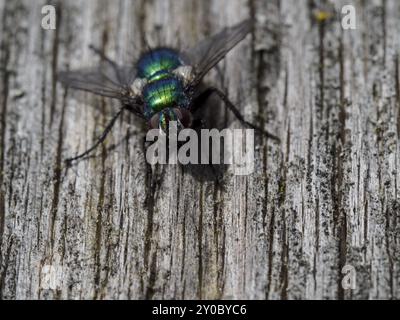 Una mosca dorata siede su un vecchio fascio di legno al sole Foto Stock