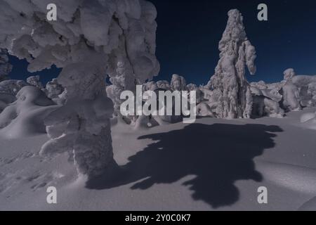 Paesaggio innevato al chiaro di luna, Gaellivare, Norrbotten, Lapponia, Svezia, dicembre 2012, Europa Foto Stock