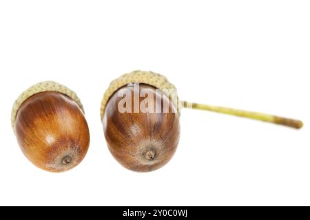 Nocciole di ghianda isolate su uno sfondo bianco chiaro Foto Stock