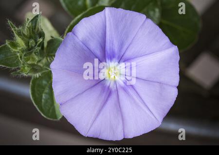 Convolvolo blu macinato (Convolvulus sabatius) nel giardino Foto Stock