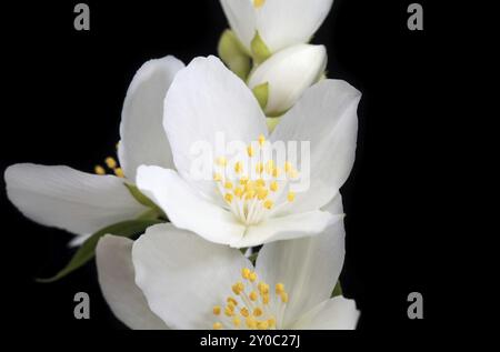 Fiori di gelsomino bianco su sfondo nero Foto Stock