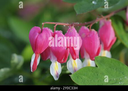 Lamprocapnos spectabilis con raidroops.innaffiare il cuore con gocce di pioggia Foto Stock