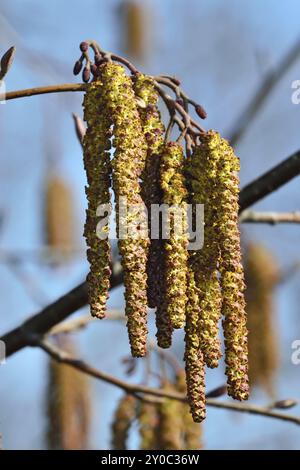 Molla. Alder amenti (lat. Alnus) close up Foto Stock