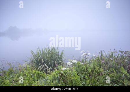 Mattinata cupa sul fiume in estate Foto Stock