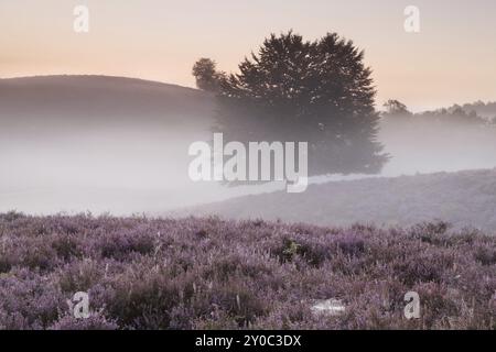 Mattina nebbiosa sulle colline con heather fiorita, Paesi Bassi Foto Stock